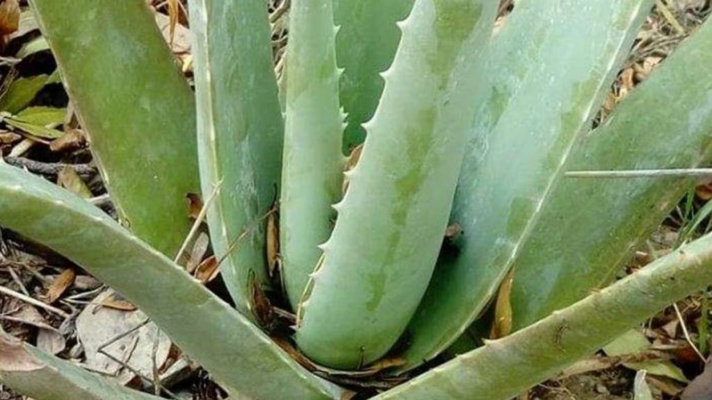 Amazing Health Benefits of Aloe Vera