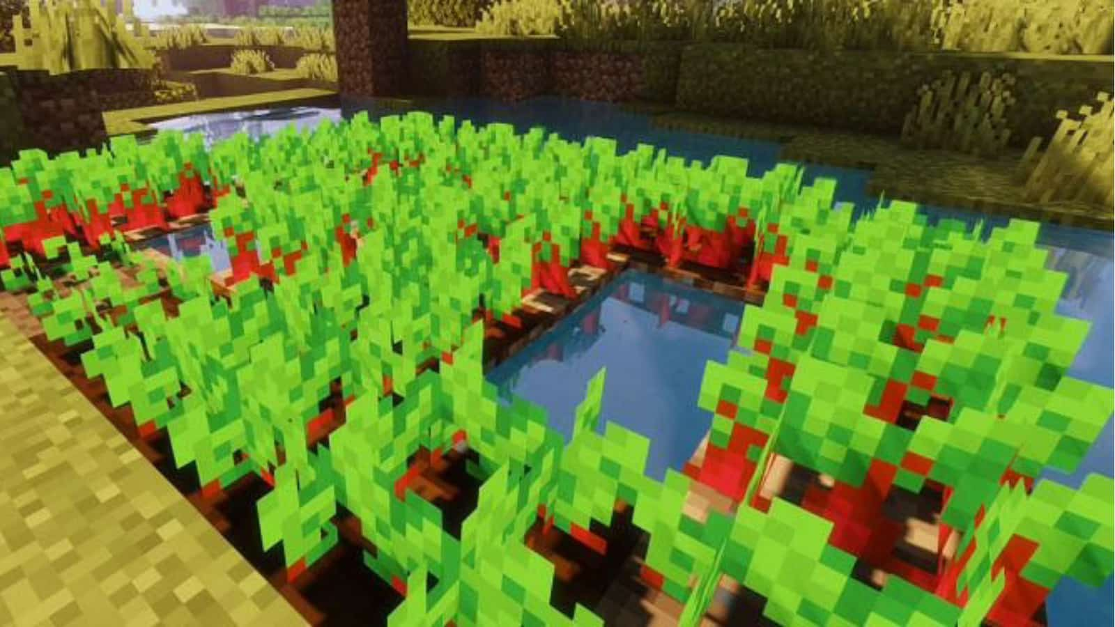 Minecraft Beetroot: Uses, how to find and more!