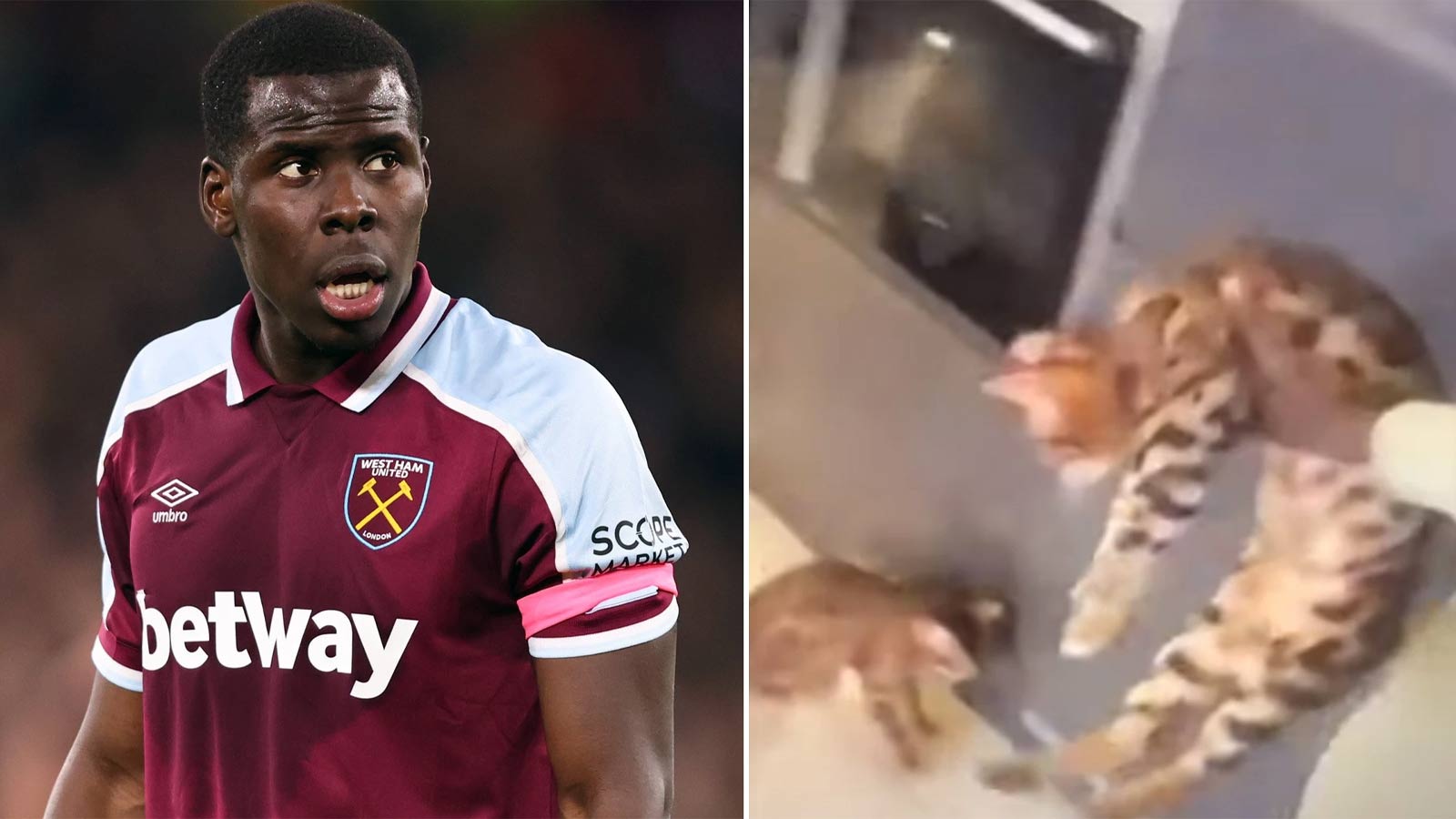 West Ham star and his brother to face prosecution by the RSPCA for the recently viral video