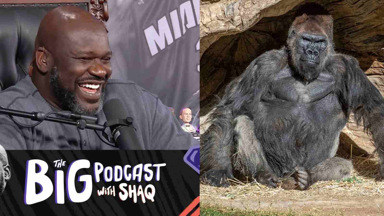 “Gorillas always go crazy when they see me” Shaquille O’Neal hilariously revealed his experience every time he visits a zoo