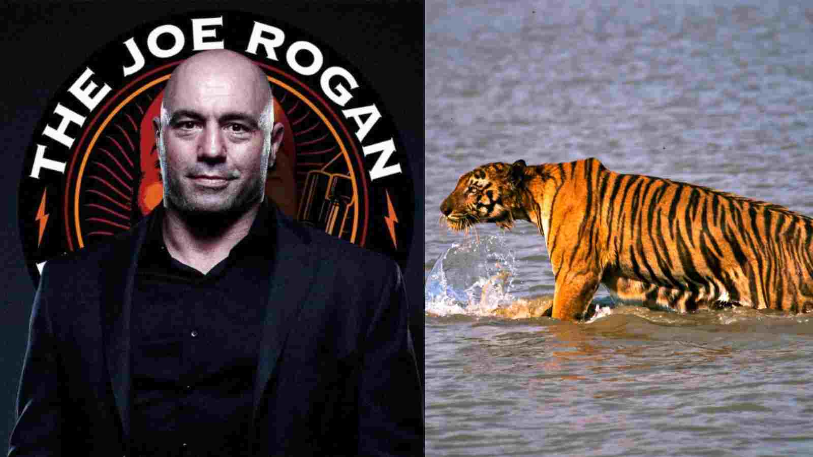 “Got tired of KILLING people”- Joe Rogan narrates a HORRIFYING tale of 300,000 deaths in the Sundarbans