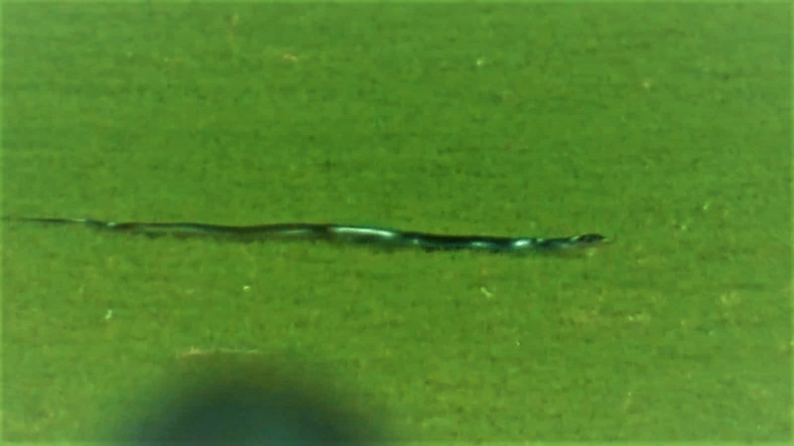 “50 points to Slytherin”- Snake comes as an uninvited visitor during IND vs SA T20I, ground staff catch it and take it away