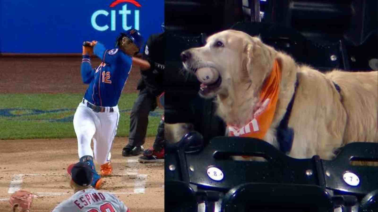 “Barks at the park” Francisco Lindor’s 26th home run, fetched by nice-doggo ‘Renegade’ who uses it as chewy