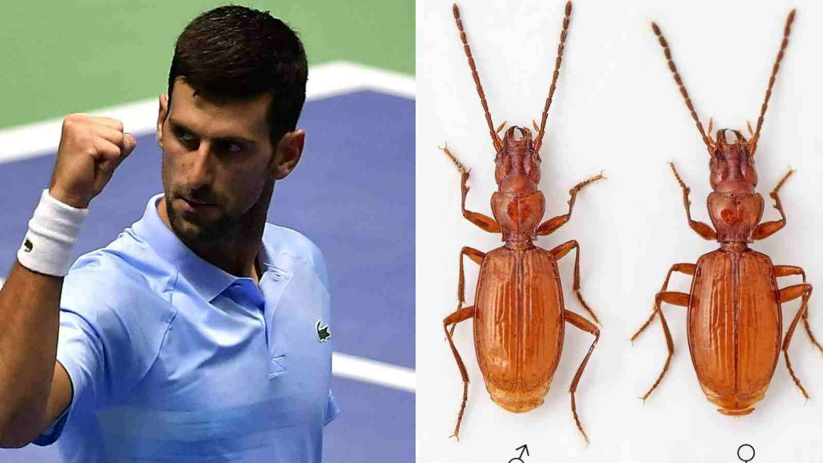 ‘Duvalius djokovici’ – Serbia names new beetle species after its ‘rock n roll’ tennis star Novak Djokovic